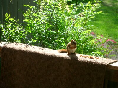 Animals outside animal