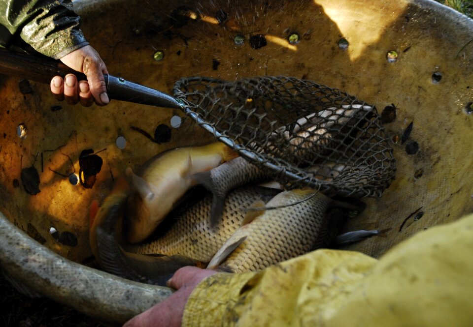 Fish vat harvesting