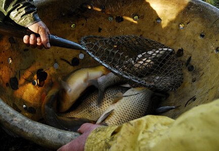 Fish vat harvesting