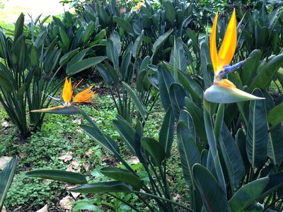 Peak vegetation nature