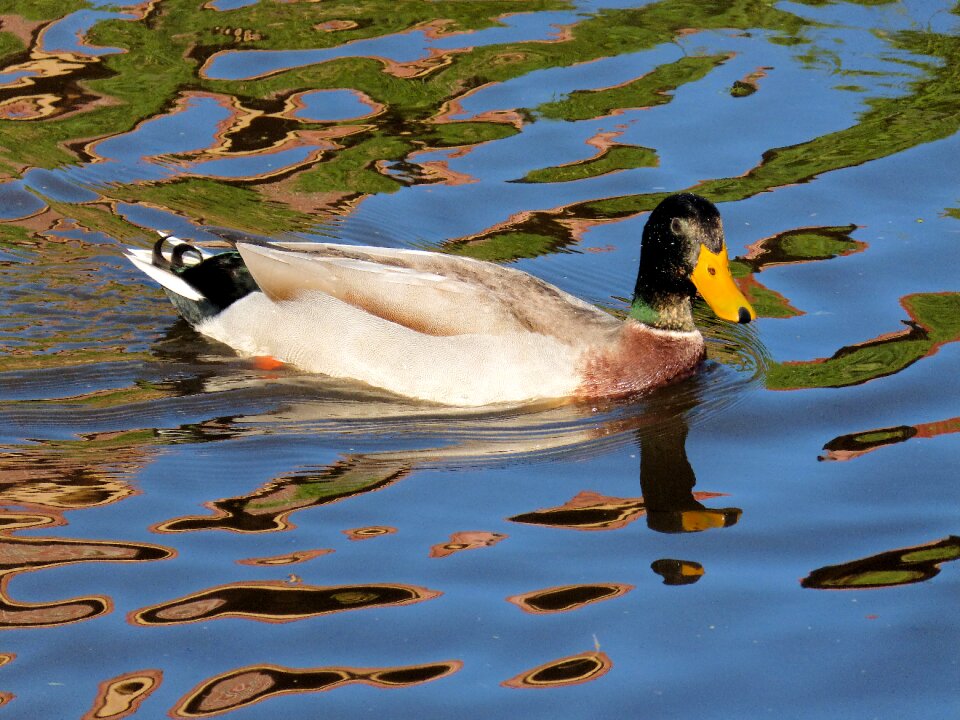 Nature head plumage