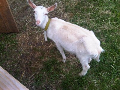 Land goat nature