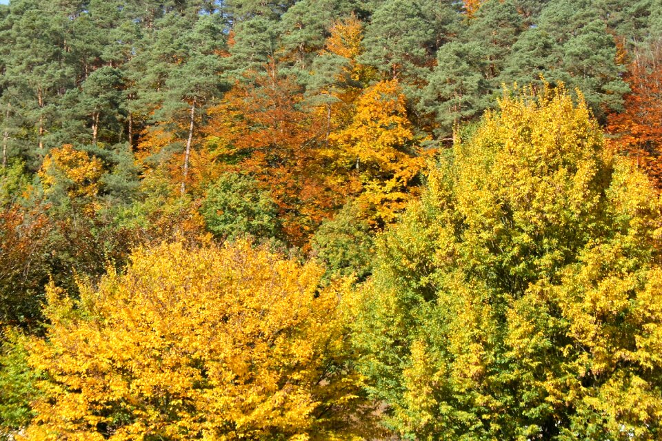 Leaves golden october sun photo