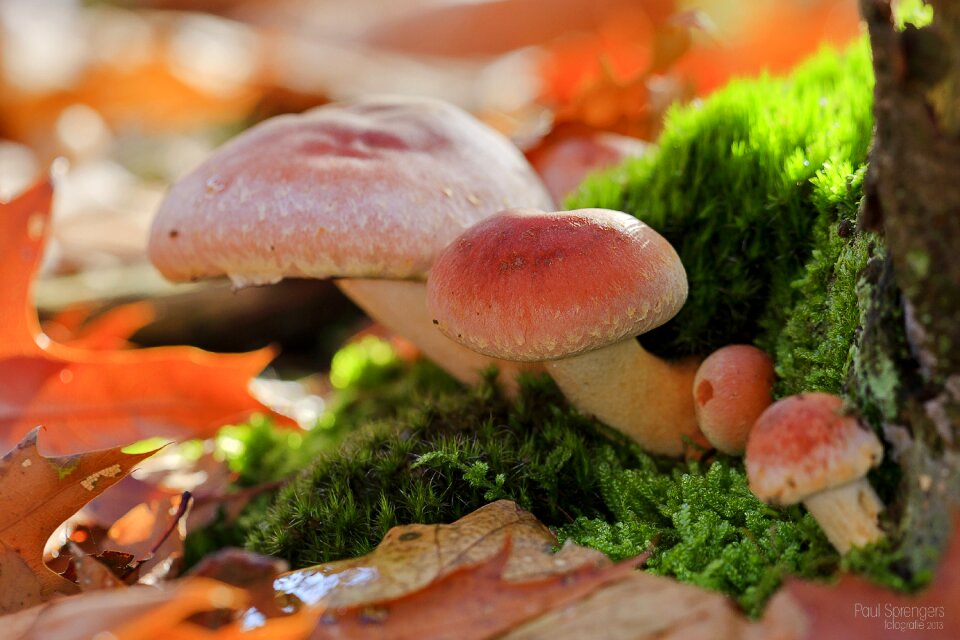 Nature autumn pilz