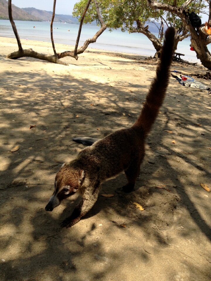 Beach bear animal