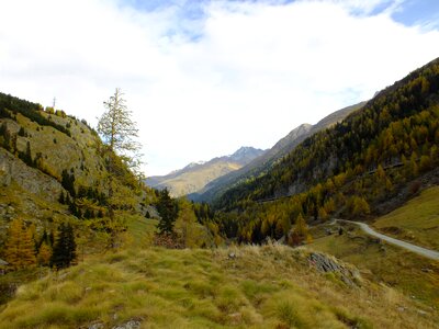 Autumn alpine great st bernard