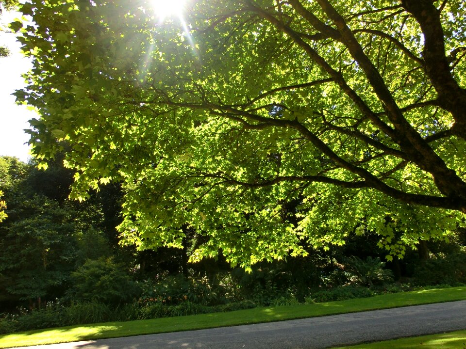 Tregwainton backlighting green