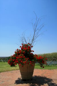 Bush rose red