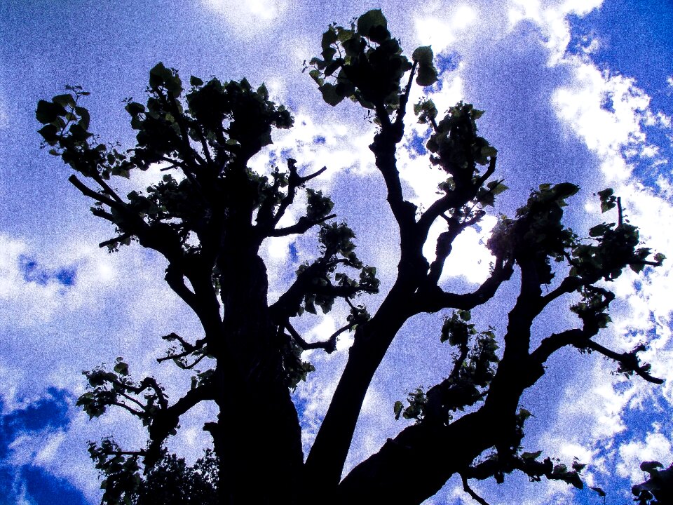 Day tree silhouette