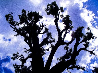 Day tree silhouette