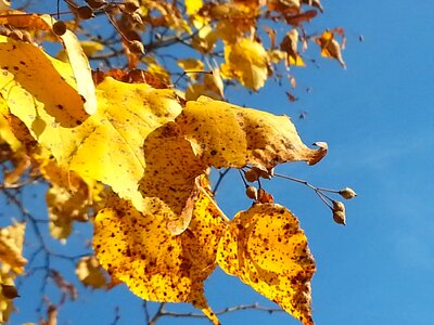 Golden october azure golden leaves photo