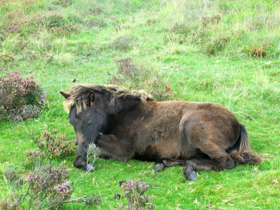 Foal dartmoor national park