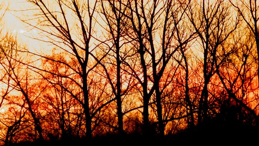 Sunrise trees colorful