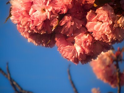 Pink vintage blossom photo