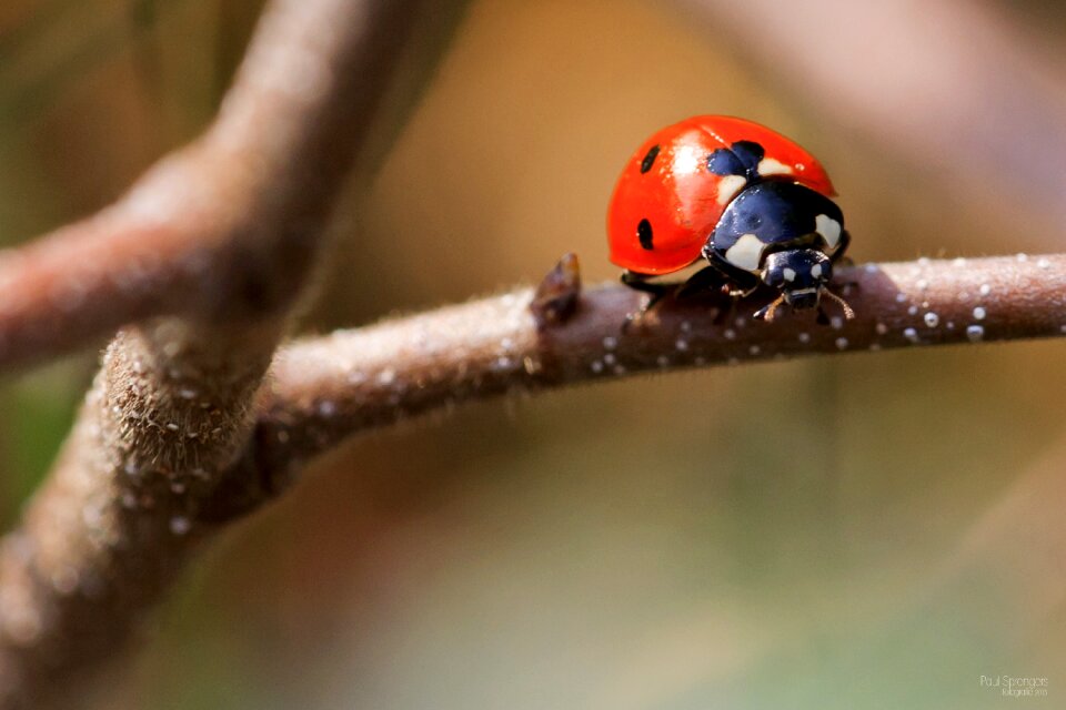 Macro bug nature