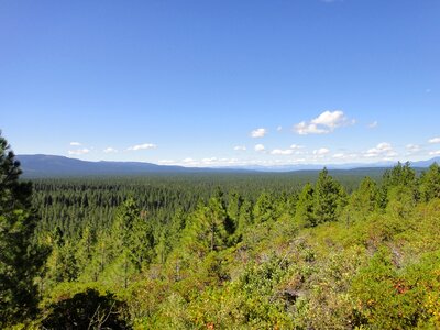 Shasta bear blue sky