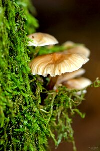 Nature autumn pilz