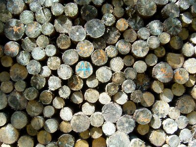 Wood trunks structure
