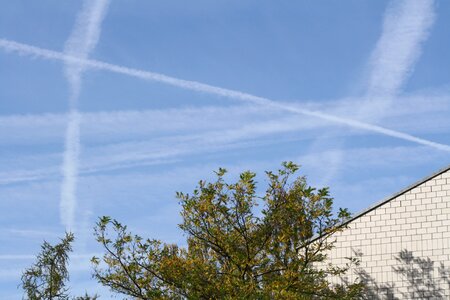 Sky trees flight strips