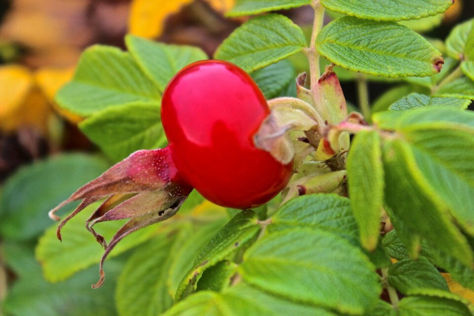 Rose hip escape hageman rose