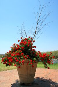 Red flourishing pot