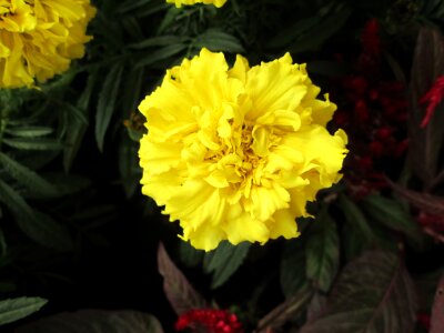 Chrysanthemum yellow flower