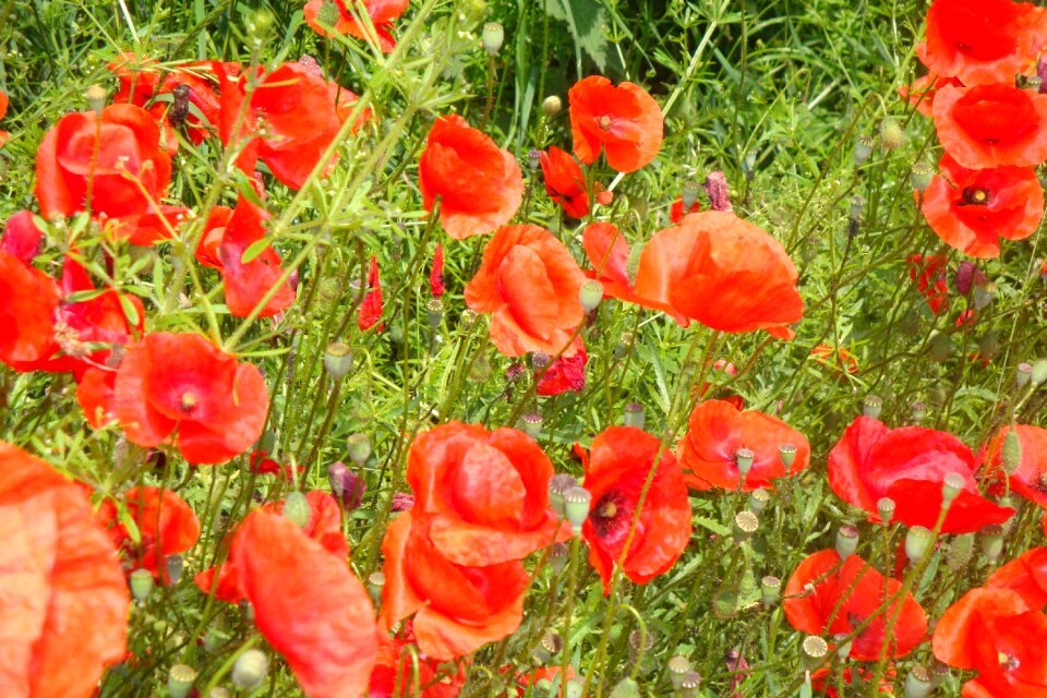 Poppies red poppy field of poppies