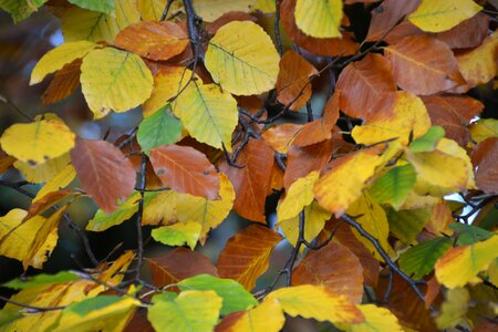 Colorful autumn autumn mood