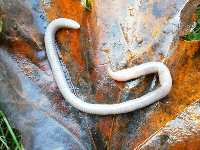 Lumbricidae worm slick