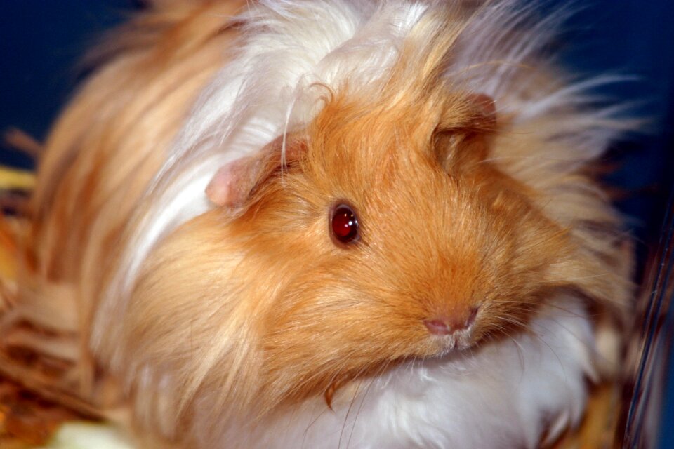 Baby guinea pig sea ​​pig house peruvians