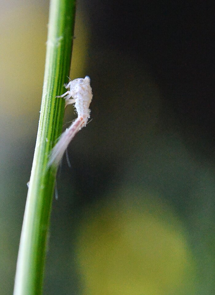 White insect innocent tiny