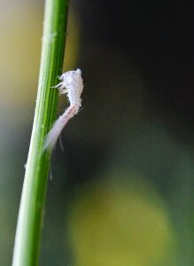 White insect innocent tiny