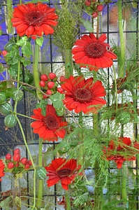 Japanese flora floristisch