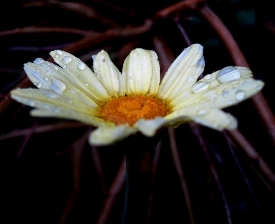Bright yellow centre daisy delicate
