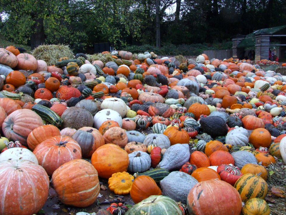 Autumn harvest vegetables