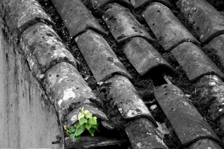 Ivy roof tiles