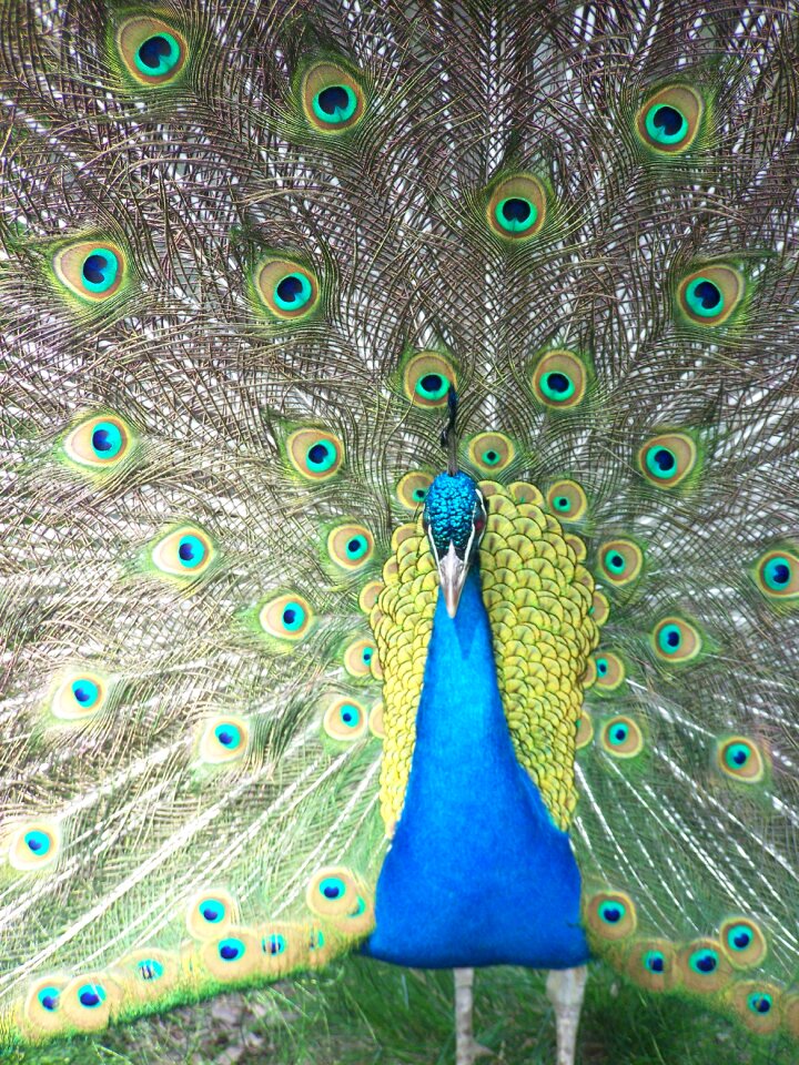 Peacock close up Free photos