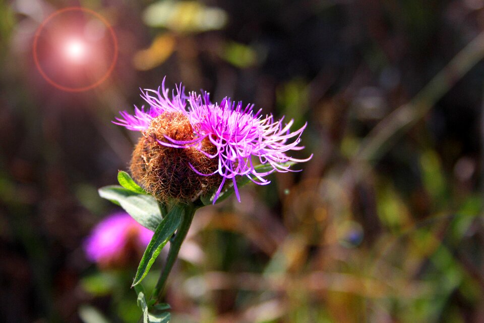 Nature plant spring