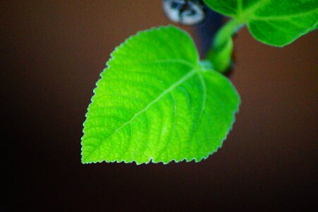 Leaves colorful nature