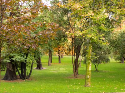 Nature vegetation green photo