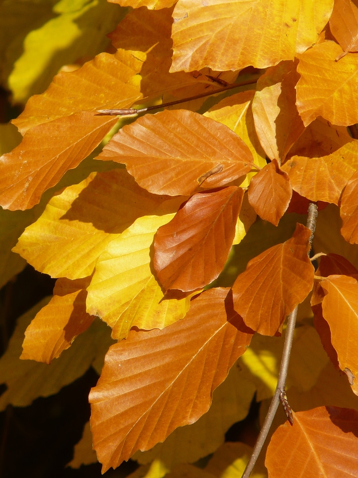 Deciduous tree golden autumn golden october
