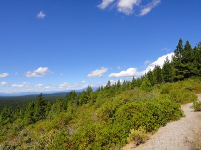 Shasta bear blue sky