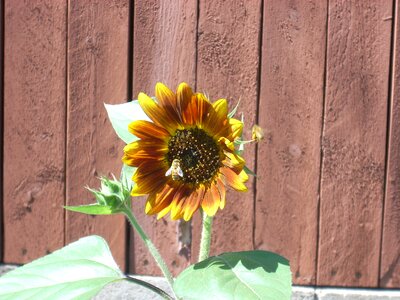 Insect plant garden photo