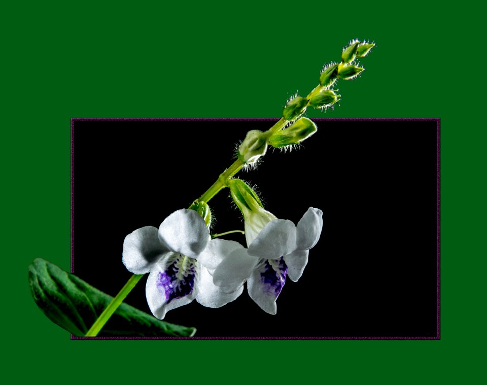 Bloom flower frame