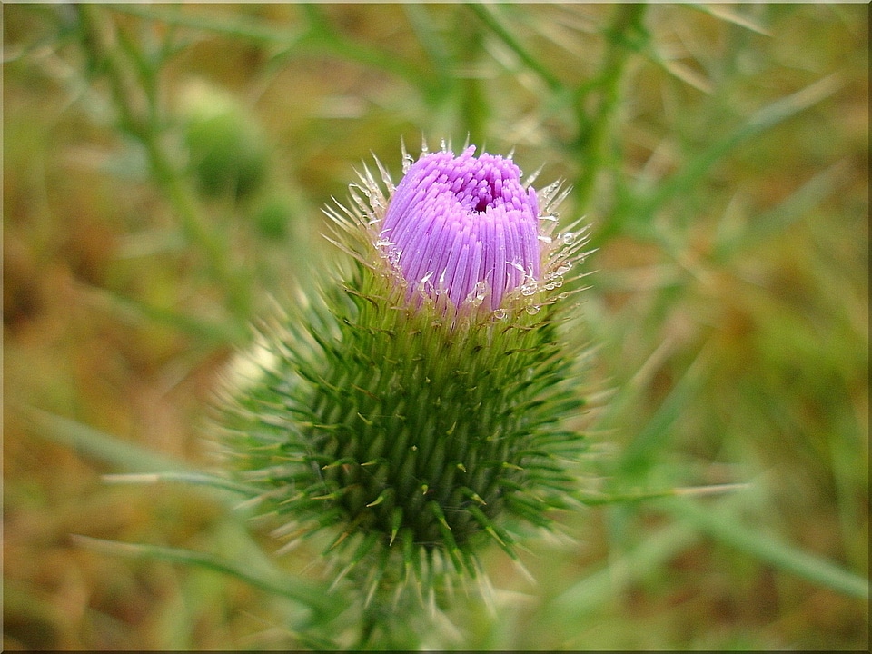 Summer purple pink