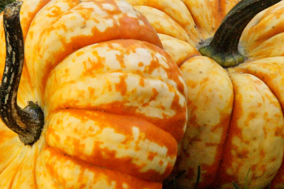October decorative close up