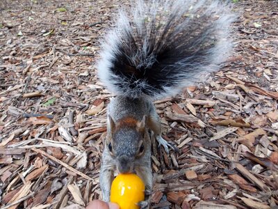 Squirrel forest animals
