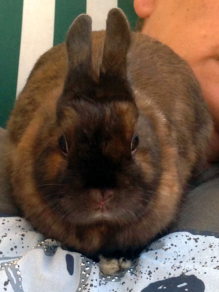Hare brown dwarf bunny