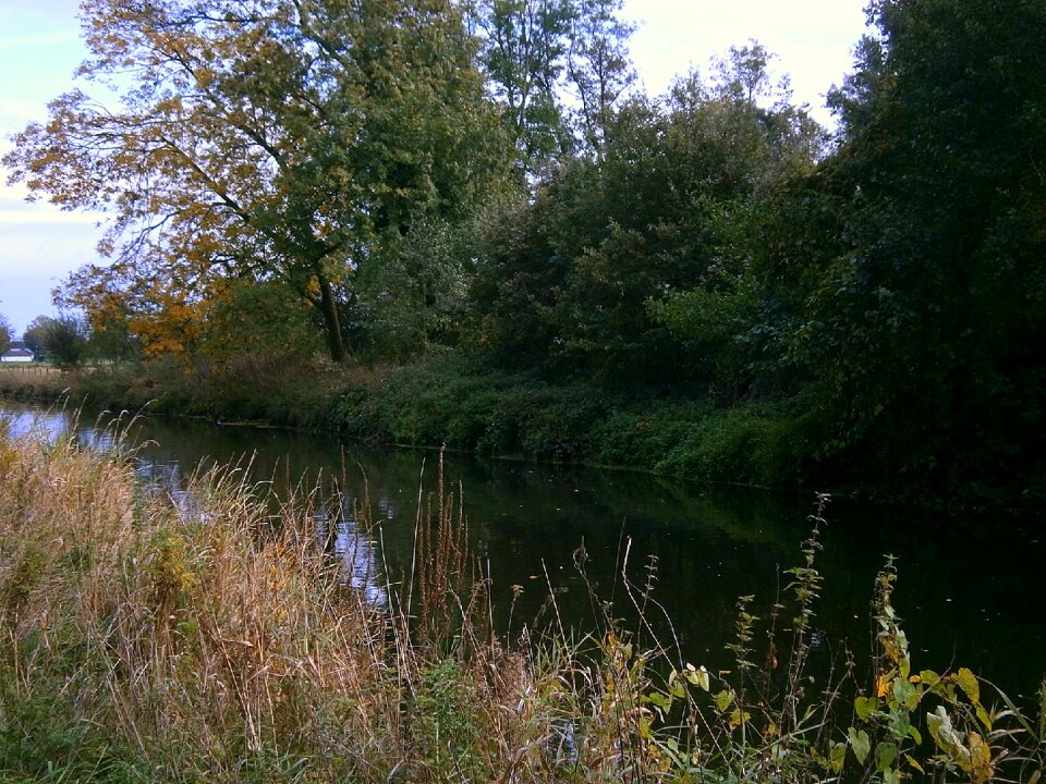Water savage grasses
