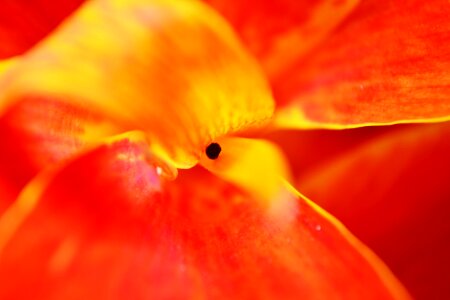 Red flower nature summer